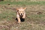 GOLDEN RETRIEVER 065